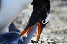 Eselspinguin (85 von 97).jpg